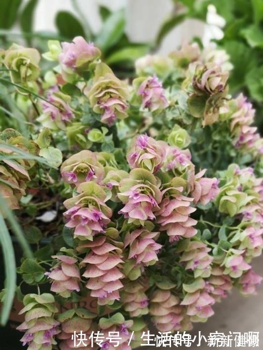 栽培|此新型“网红”盆栽,花叶俱美,香气四溢,种植容易,很值得栽培!