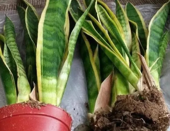 虎尾兰|虎皮兰长得慢,只要做到1点,窜芽20个,叶片蹭蹭长,又多又茂盛