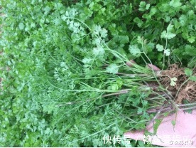 园子中种几棵香菜，调味时必备，方便又新鲜
