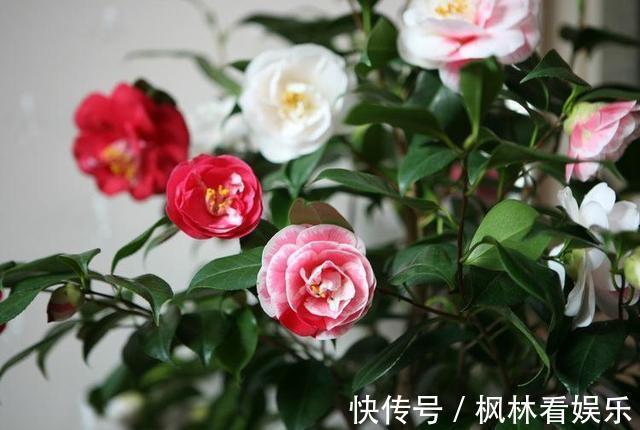 八月适合养茶花，这几招做得好，冬天省事开花也多