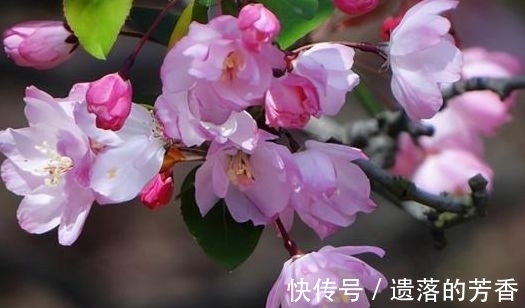 施肥|农历十月十八小雪后，养什么花？家里养3种花，花香四溢长长久久