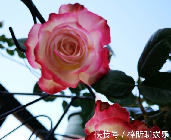 新手养花，不如养盆花中精品“岛大臣”，花团锦簇，花枝招展