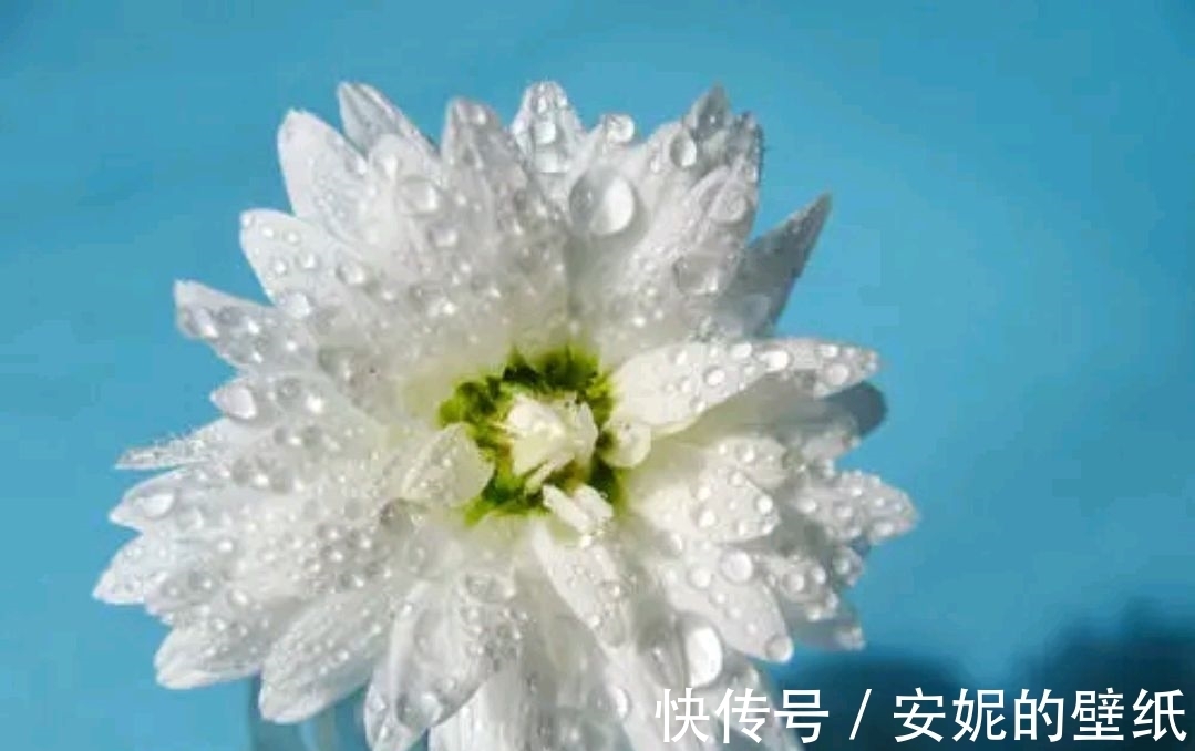 对联$七言上联：冷落东风菊无悔，邀对下联，并上期原创对联欣赏