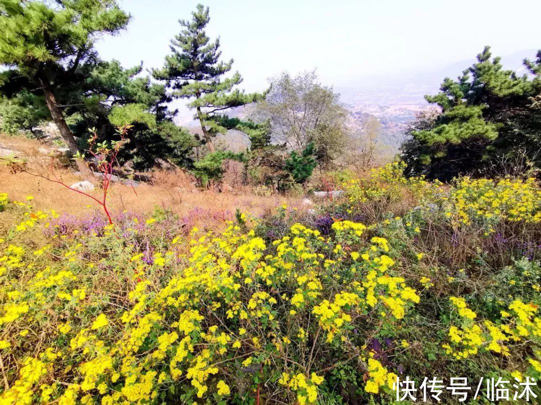 临沭|「临沭揽秀」马山问秋