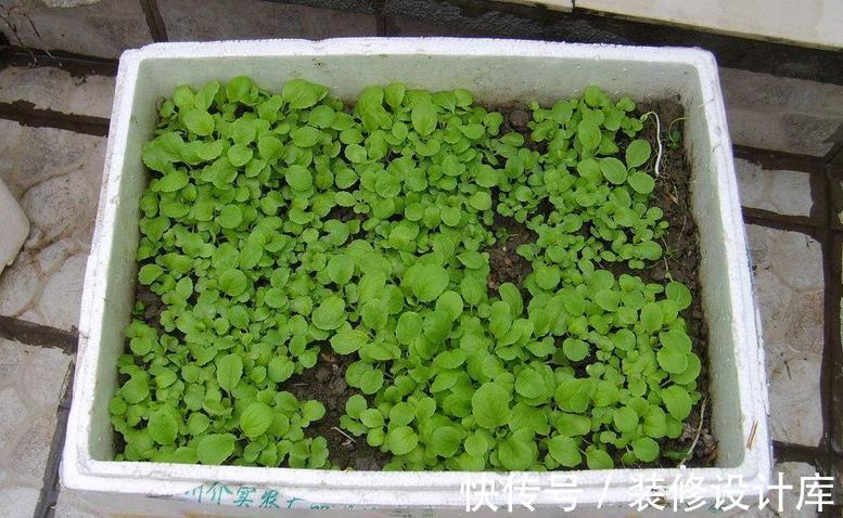 花土|解锁泡沫箱新去处：拿来养花，经济环保又实用