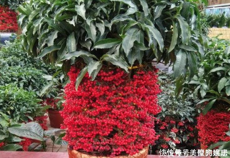 人养花,花也养人4种花养家里镇宅旺财,尤其是最后一种