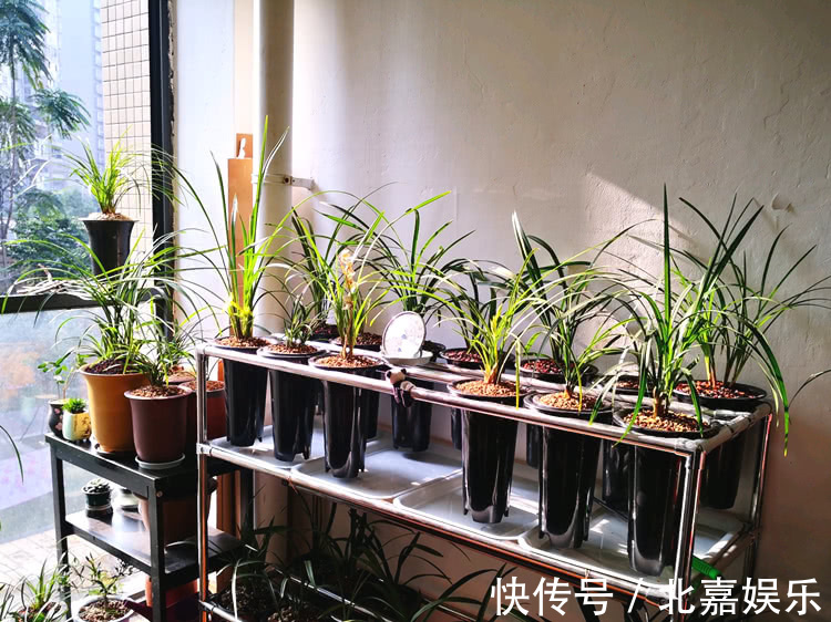 用“绿肥”养兰花,兰花新芽猛蹿,枝繁叶茂花娇俏!