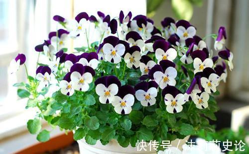 雨雪天冻不死的8种花,越冷越开花,冬天养一盆,喜庆又漂亮