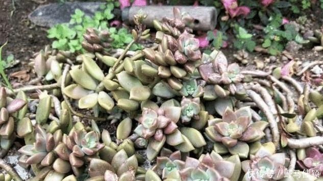 院子|婆婆扔在院子的多肉，几年没管长成老桩，给多少钱也不卖