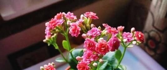 逛花市时，这4种“花”尽量不要买，因为在家里根本养不活