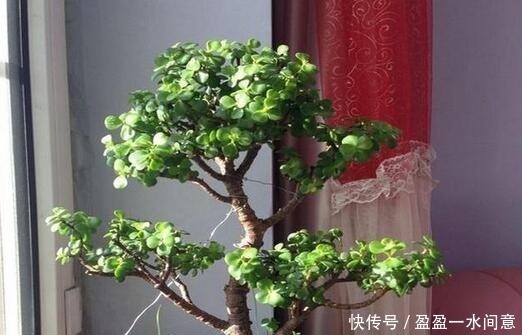 叶子绿|养“马齿苋树”，用点“它”，叶绿如玉，枝粗壮，1年就能成老桩！