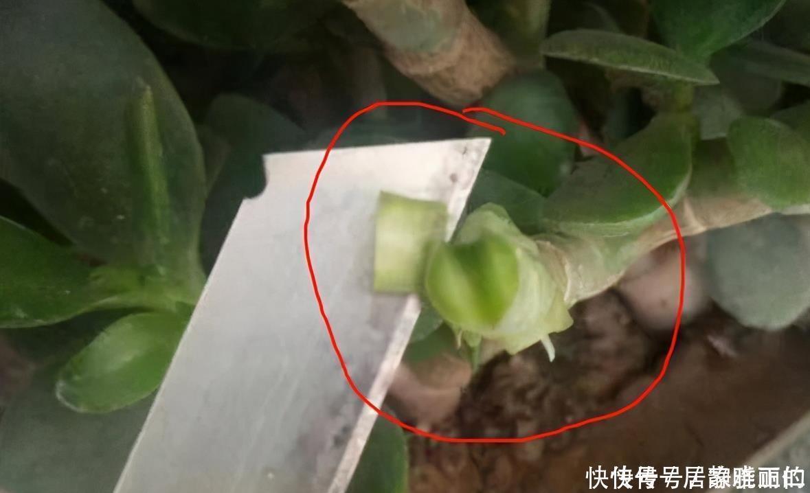 长寿花“嫁给”玉树不死鸟?注意3点,嫁的好,开花旺