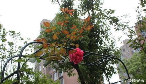 亲戚|买了电梯房的一楼,亲戚骂我脑子进水,看完阳台花园,赖着不想走