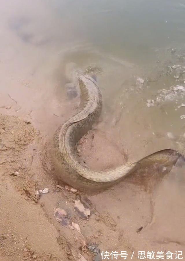 十几斤大泥鳅?广州小伙珠江边钓鱼,碰到有人放生“大型水族”