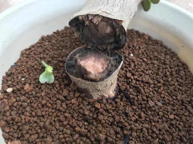 雨水|10种不能淋雨的花，淋完雨就死，盆栽养花注意事项