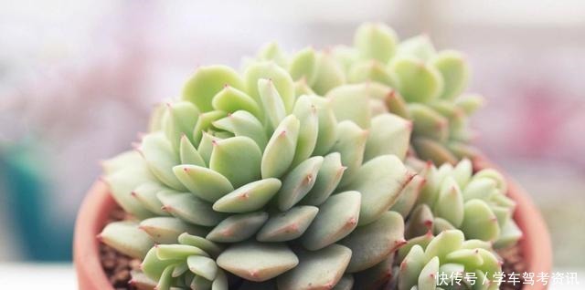 养多肉常见的4个误区，养啥都不行，怪不得养不久！