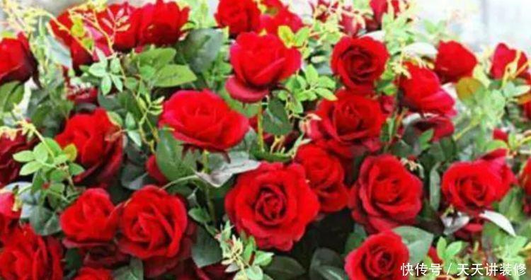 适合新手养的4种花,花期长花量大,枝头花苞满,美极了