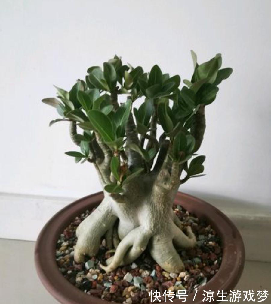 三种花浇水过多烂根了怎么办，这样养，新根早萌发，恢复长势快