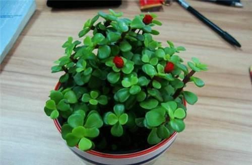 叶片|花市遇到这4种花,再好看也不能买,都是假的根本养不活