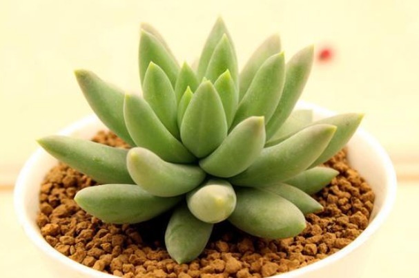 此花就像佛祖张开的大手，花语是带有善意的，象征着无私的祝福！