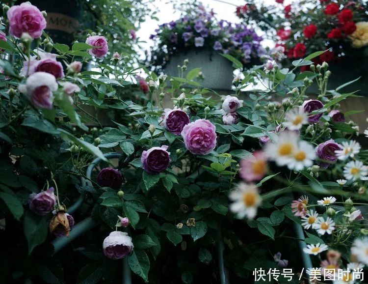 130㎡大露台,花1年改造成“花草蔬果园”,体验屋顶上的田园生活