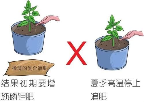  实在|辣椒挂果的样子实在太好看了，可观可食用直接栽种在阳台上！