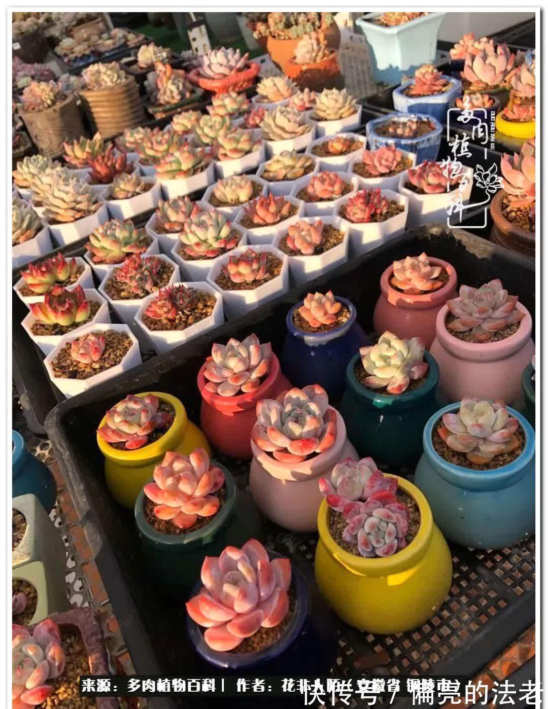 感恩遇见,感谢有你——多肉