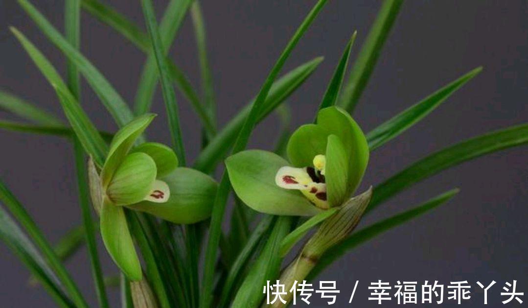 兰花要想香,冬季养护很重要,该怎样养护