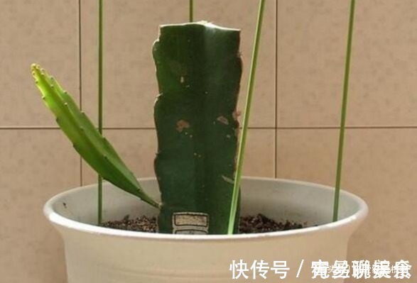 无花果|“1根枝条”插盆里,10天生根,当年开花“结果”一家人吃不完