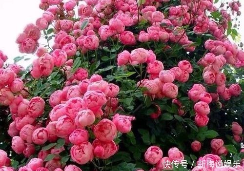 羡慕|有个小院子,定要养上5种花,开花好像小花园,谁看了都羡慕!