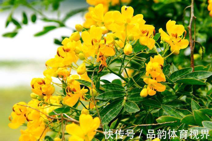 此花花色金黄灿烂,发出明亮而璀璨的光芒,具有与人为善的寓意