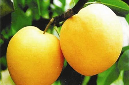 中老年人|便秘终于通了！常吃这6种食物，清理肠道垃圾，让你拉的顺畅