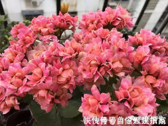 脱盐|这2种“壳”丢了太可惜,埋花土里3年不板结,种什么花都旺!