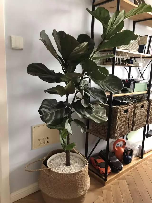 花土硬得像石头,烂根又黄叶,灌点它很快变松软,不用换土!