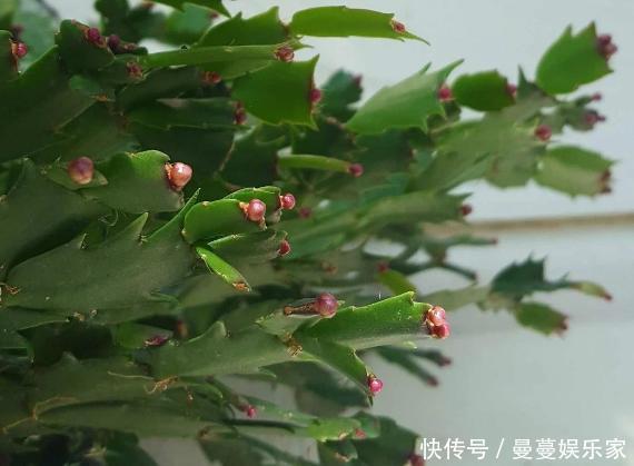 养蟹爪兰，这么浇水不仅不会死，反而开花越来越多