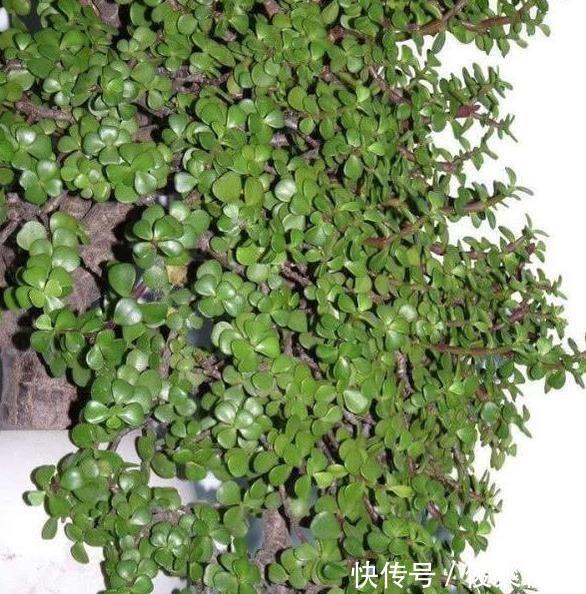 马齿苋树|养金枝玉叶,一个小技巧,盆栽变成漂亮盆景,叶绿枝多姿态优美