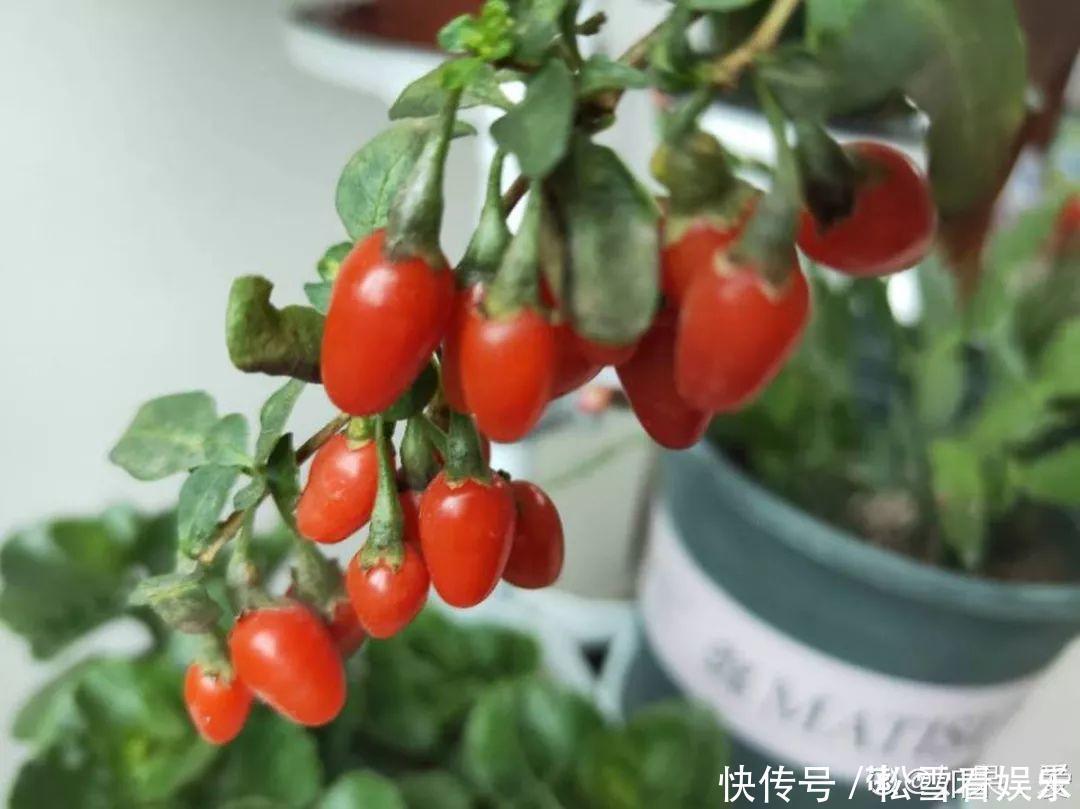 种花|3种花浑身都是宝,能炒菜能煲汤,养在屋里香气飘飘!