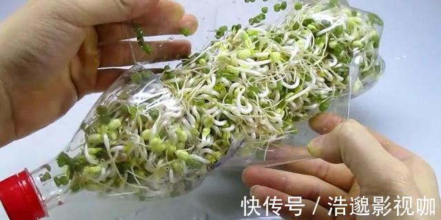 瓶子|想吃豆芽1个“雪碧瓶”就能做，只要花个豆子钱，7天冒出一桶