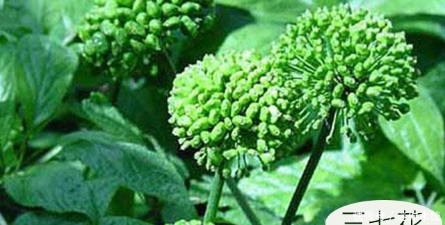 养肝|92岁退休老中医,用3种花养肝帮肝脏减龄,中老年人不要错过