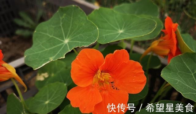 圣女果|若有一个小院，要把菜当花养，把花种成菜！