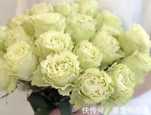 喜欢菊花，不如养“精品玫瑰”绿柠檬，开花如绿色精灵，灵动可爱