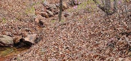 养花就用松针土，养啥旺啥，自己在家就能做，比买来的营养土好