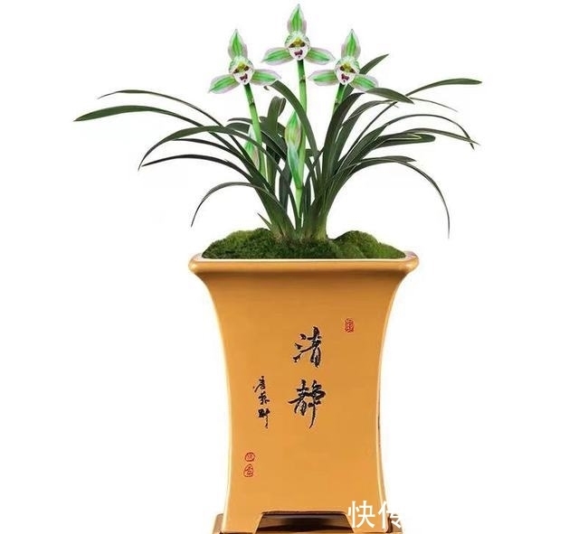 此兰很多人没见过,一花双色,兰香浓郁,叶带金边,是兰中极品