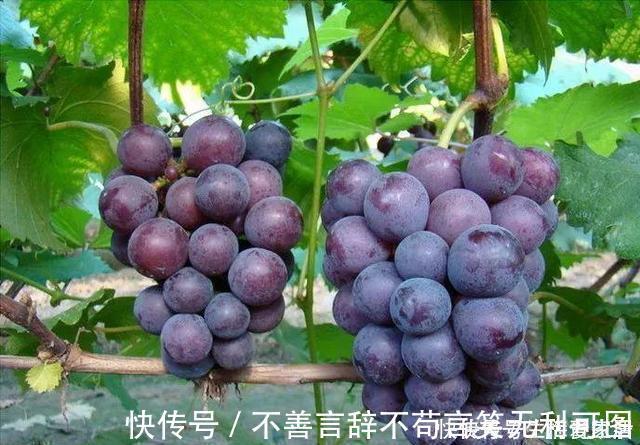 阳台上|还在苦苦养花吗?今年都流行种果树了,开完花就结果,味甜真不错