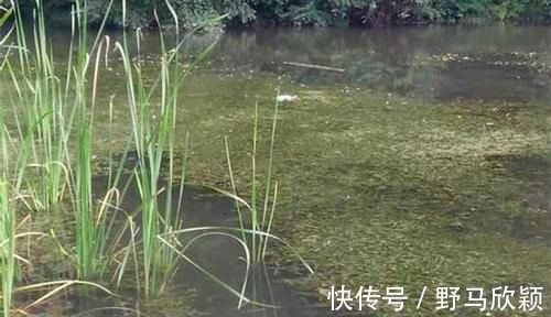 技巧|野钓大鲫鱼技巧:都是钓草洞,渔获差异巨大,原因在这里!