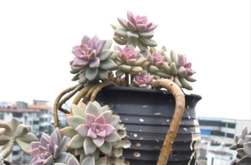 紫雾和淡雪不是同一种多肉,但它们都是胧月的孩子,而且非常好养