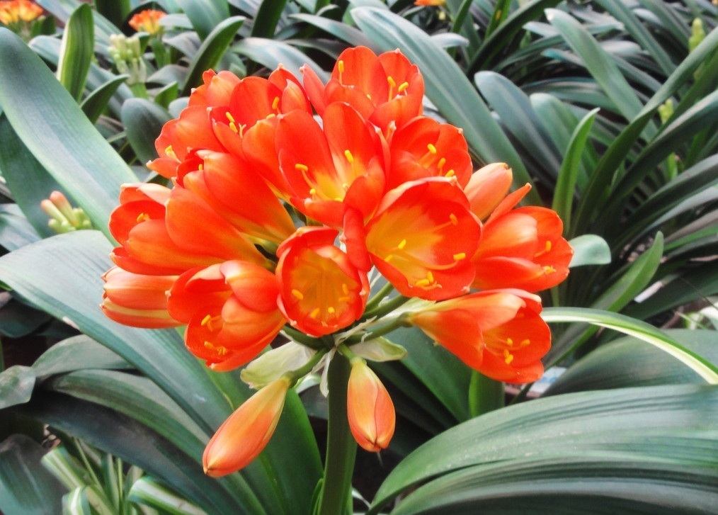 此花就像是君子一样，是一种高尚的品德，有着鲜艳的花色