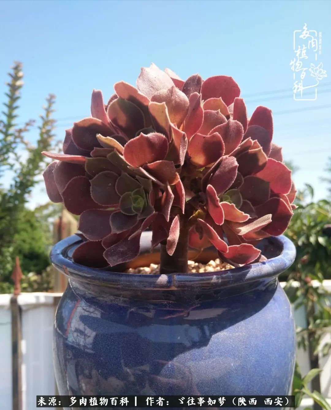 愿你付出甘之如饴,愿你所得归于欢喜!