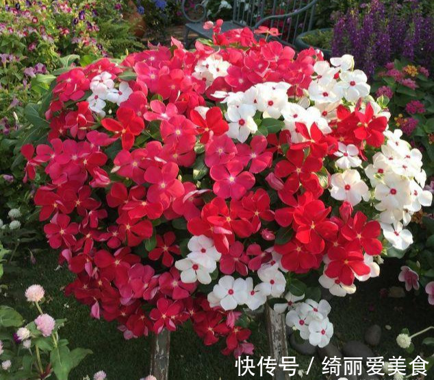 养花技巧:粗生粗养也能四季开花!少养1种都觉得亏了