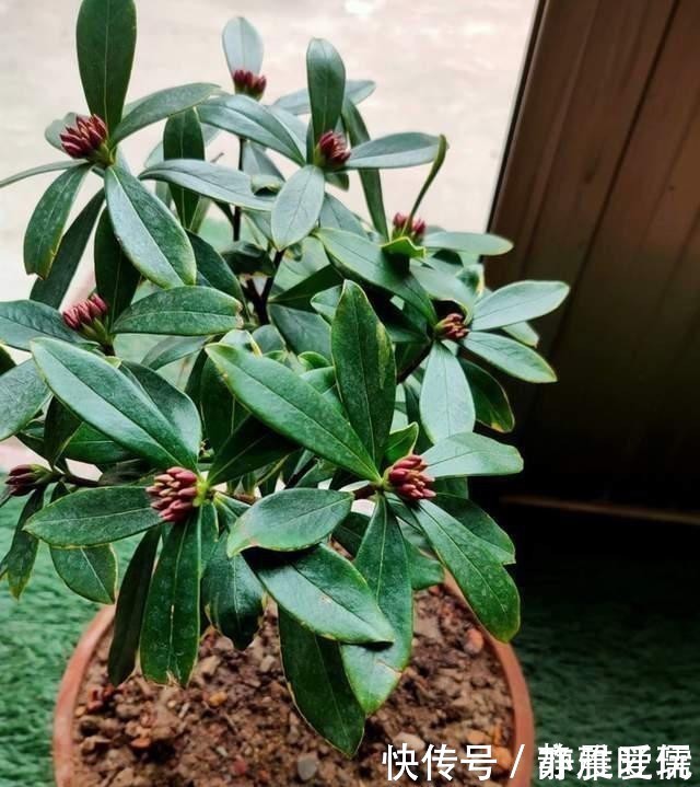 如何给屋里“添香”,3种植物随便选一种就可以,出门身上带香气